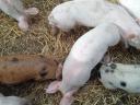 Piglets for sale