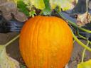 Halloween, pumpkin and hokkaido pumpkin for sale