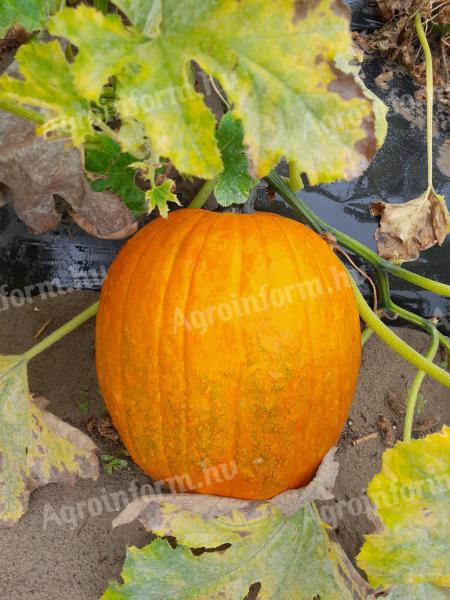 Halloween, pećnica i Hokkaido bundeva na prodaju