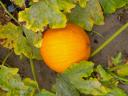 Halloween, pumpkin and hokkaido pumpkin for sale