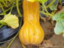 Halloween, pumpkin and hokkaido pumpkin for sale