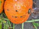 Halloween, pumpkin and hokkaido pumpkin for sale