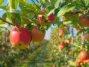 Ich suche einen Nebenjob: Obst oder Gemüse pflücken