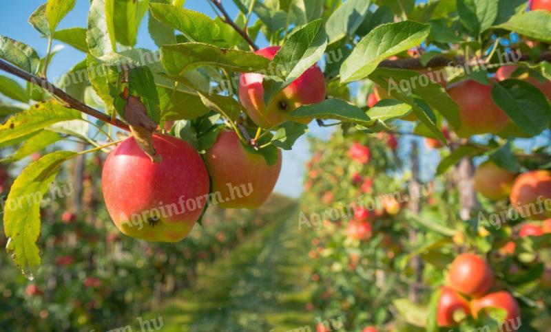 Ich suche einen Nebenjob: Obst oder Gemüse pflücken