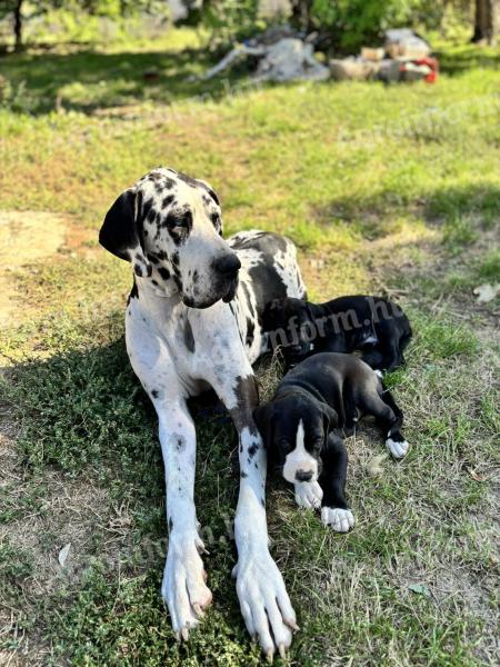 German dog puppy