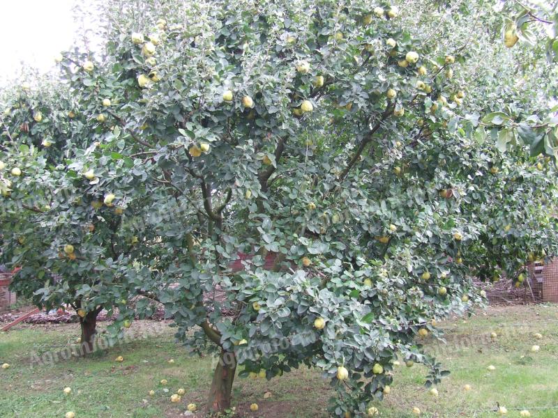 Quince de vânzare