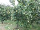 Quince for sale