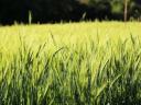 Autumn barley seeds for sale