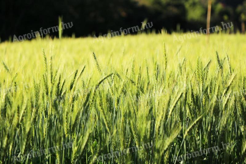 Autumn barley seeds for sale