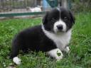 Border collie puppies