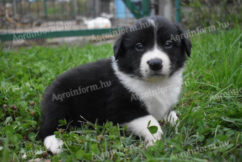 Border-Collie-Welpen