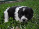 Căței Border Collie