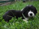 Căței Border Collie