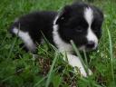 Szczenięta rasy border collie