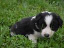 Căței Border Collie