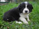 Border collie puppies