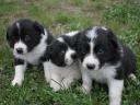 Border collie puppies