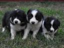 Border collie puppies