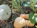 Orange and Grand Dobbos pumpkins for sale