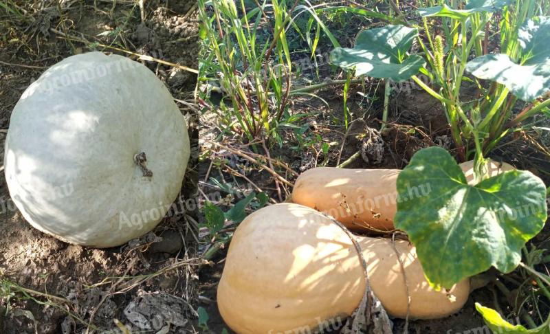 Orangefarbene und große Trommelkürbisse zu verkaufen