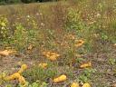 Orange and Grand Dobbos pumpkins for sale