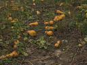 Orangefarbene und große Trommelkürbisse zu verkaufen