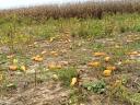 Orangefarbene und große Trommelkürbisse zu verkaufen