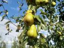 Pears for sale