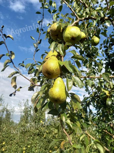 Pears for sale