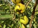 Pears for sale