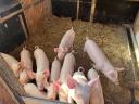 9-week-old large white piglets