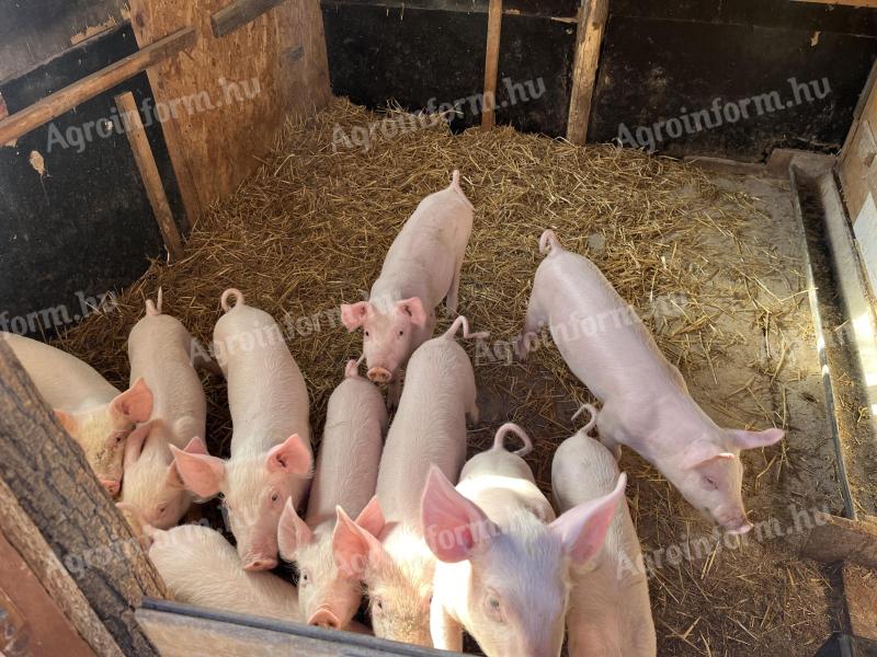 9 Wochen alte große weiße Ferkel