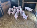 9-week-old large white piglets