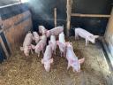 9-week-old large white piglets