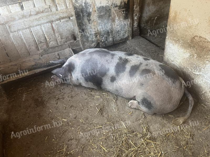 200 kg tucznik pietrin na sprzedaż