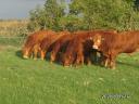 Byk hodowlany rasy limousin