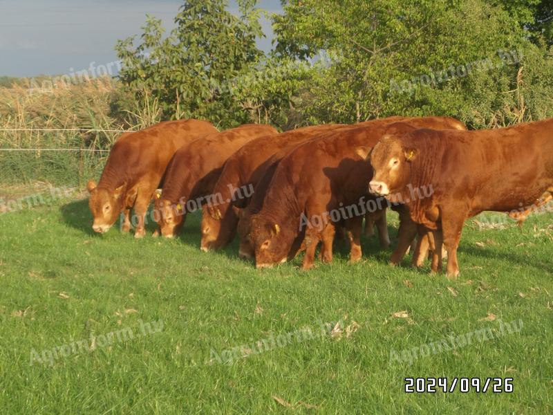 Limousin breeding bull