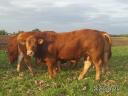 Byk hodowlany rasy limousin