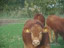 Byk hodowlany rasy limousin