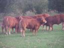 Limousin-Zuchtbulle