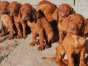 Purebred/strain Hungarian Vizsla puppies