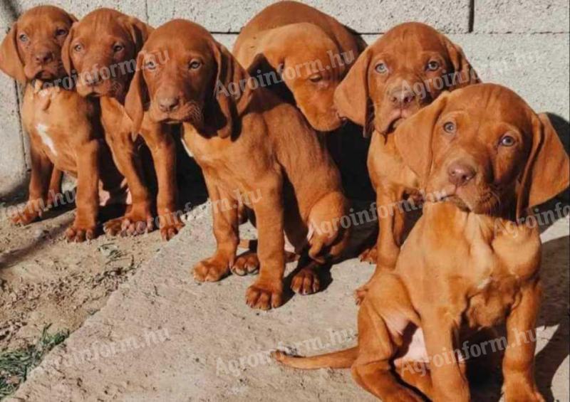 Purebred/strain Hungarian Vizsla puppies