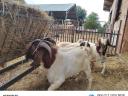 Boer goats for sale