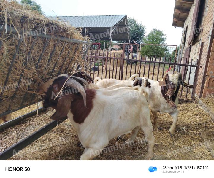 Boer goats for sale