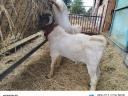 Boer goats for sale