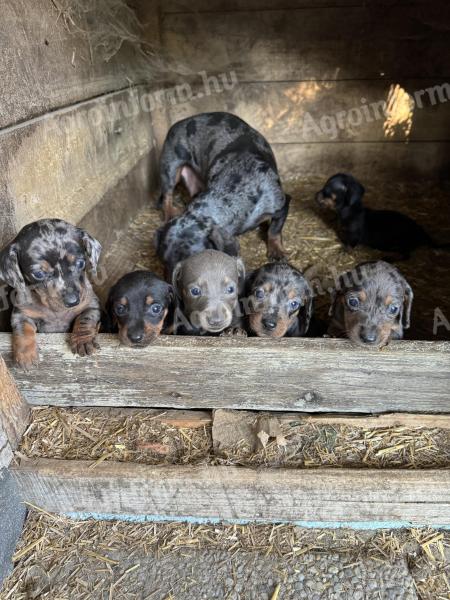 Purebred dachshunds