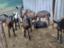 Alpine goat goats