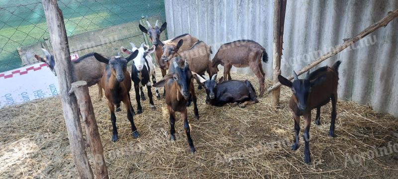 Alpine goat goats