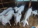 Sanenthal strain breeding