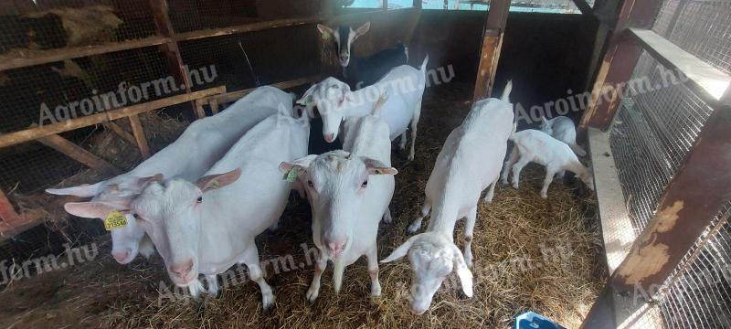 Sanenthal strain breeding